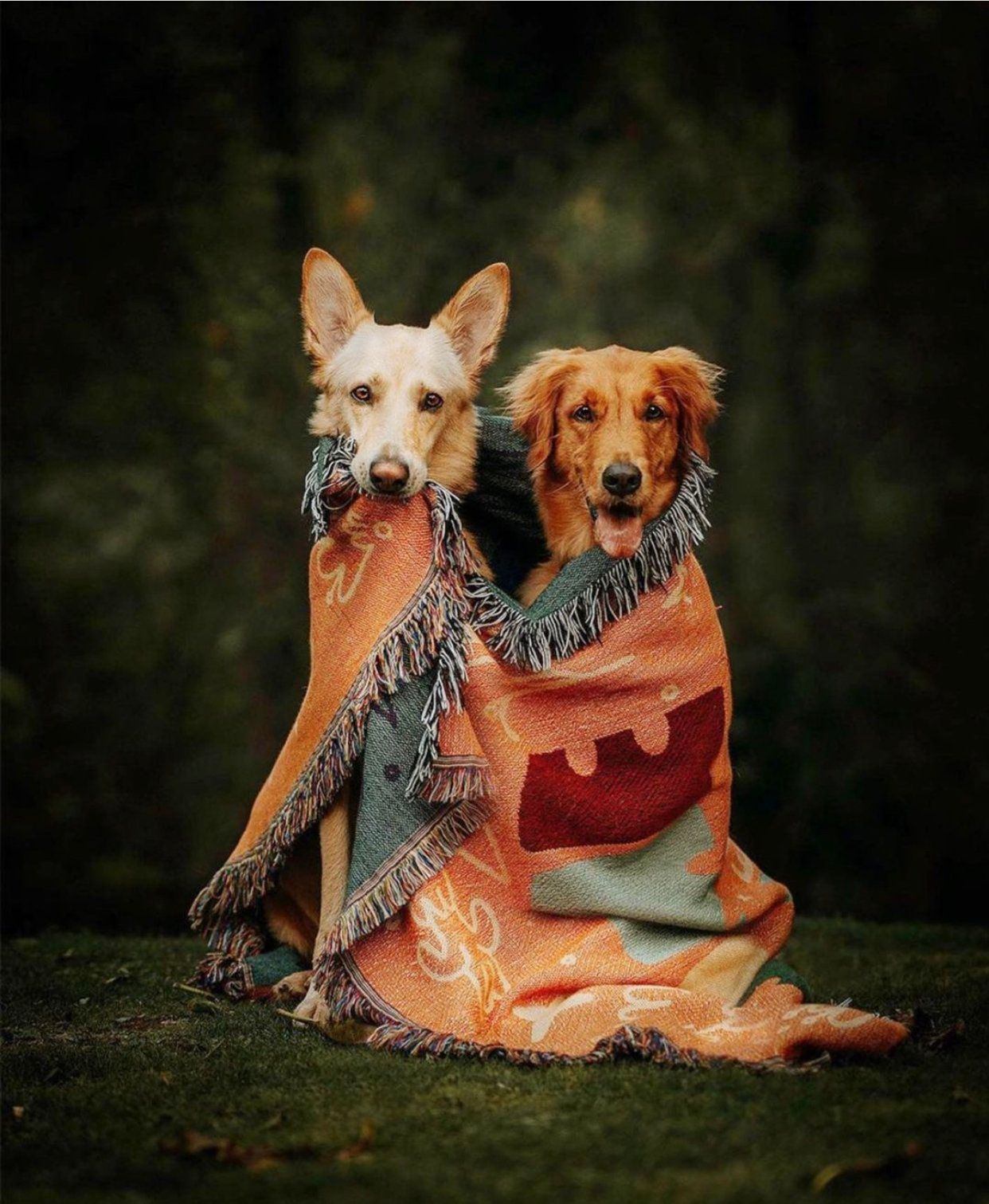 The Ultimate Dog Travel Checklist + 18 Dog Road Trip Must-Haves