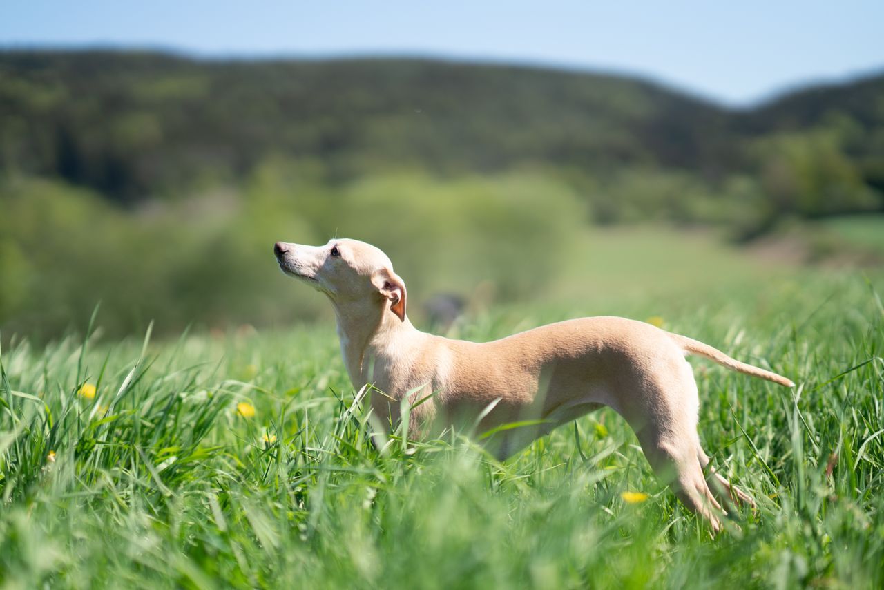 A short-haired tan dog stands in a sunny grassy field with rolling green hills behind it.
