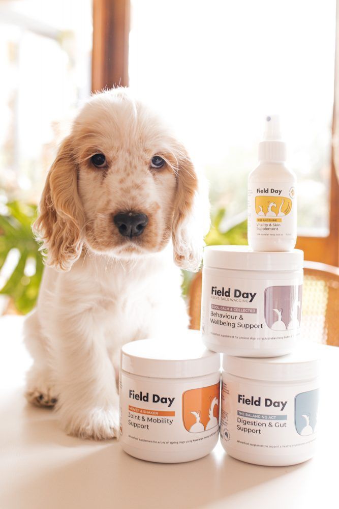 Field Day Pets - Ziggy Dinner-11