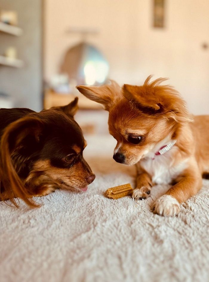 Two small Chihuahuas lying on a rug and looking at a dog treat between them.