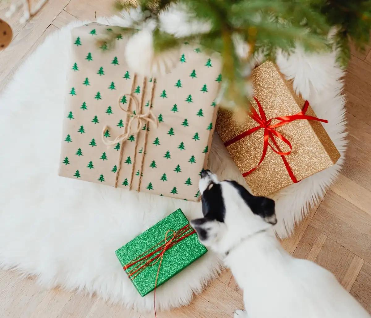 A small black and white dog sniffs wrapped Christmas gifts under a tree on a white rug.
