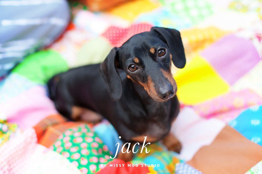 Black and tan dachshund named Jack sitting on a colorful patchwork quilt for a memorial pet photography tribute.
