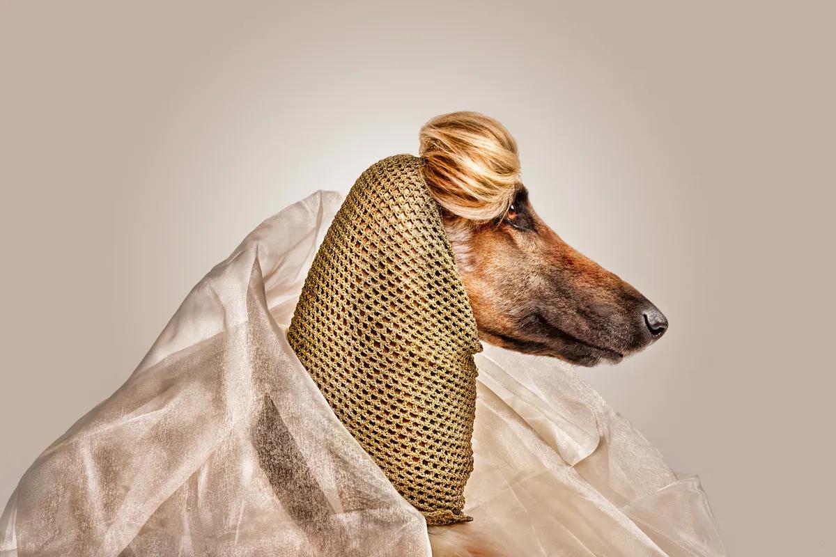 Top model Afghan Hound wearing a gold knit hood and sheer wrap, studio pet photography by Santos Román.