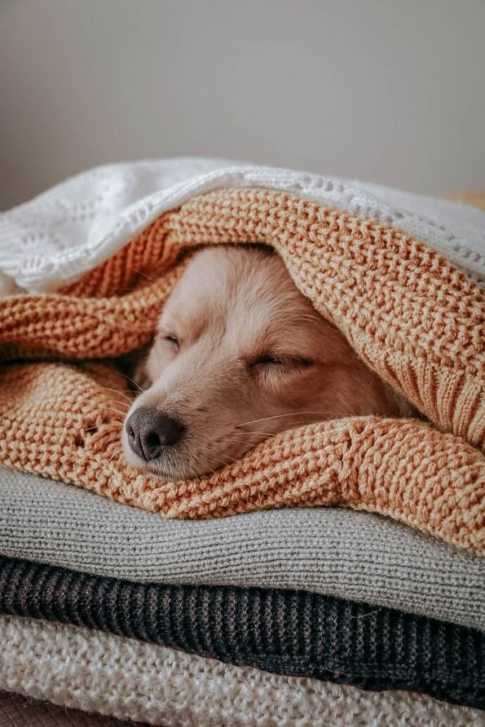 Why Is My Puppy Breathing So Fast While Sleeping?