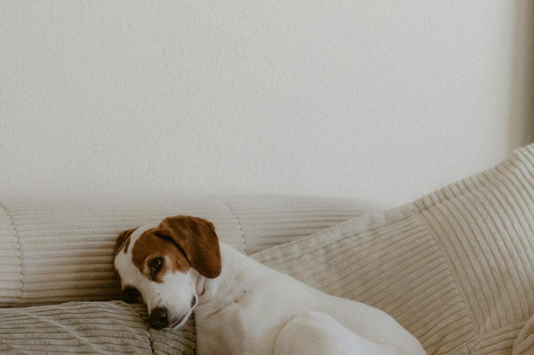 How to Create a Calm, Cozy Routine for Your Dog