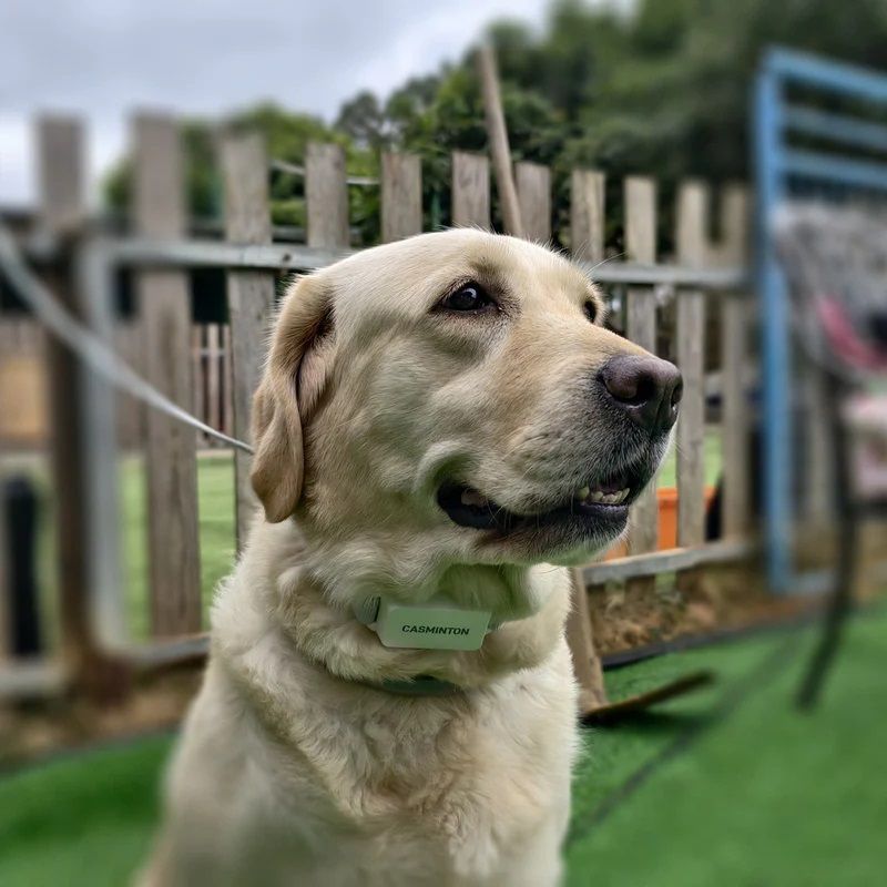 Yellow Labrador retriever sitting outdoors wearing a smart communication dog collar.