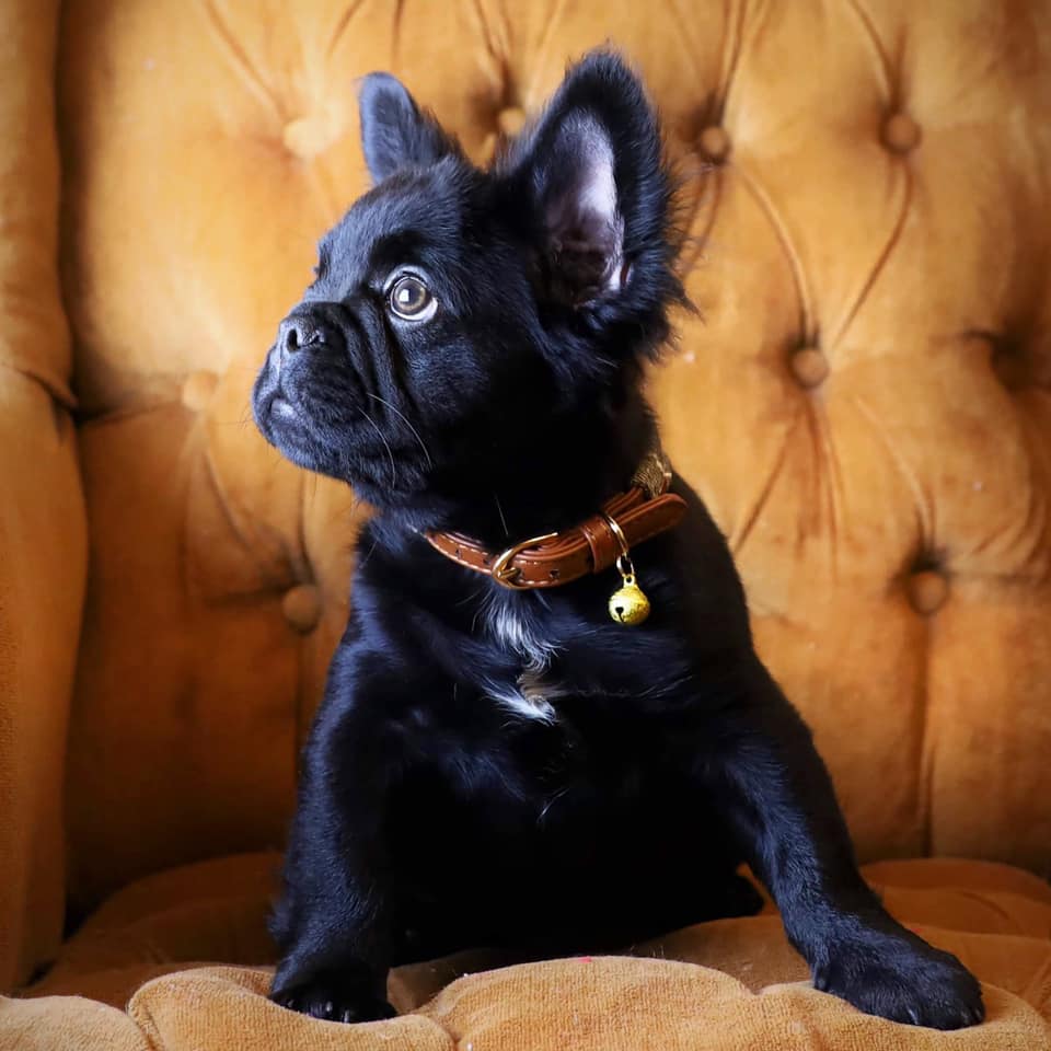 Fluffy Frenchie Breed Guide: Everything to Know About the Long-Haired French Bulldog