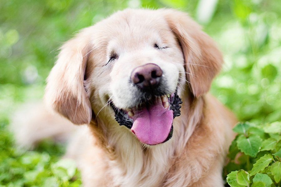 Smiley by Happy Tails Pet Photography | Pretty Fluffy