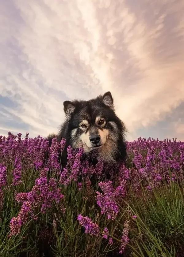 5 Ideas for a Dog Spring Photoshoot
