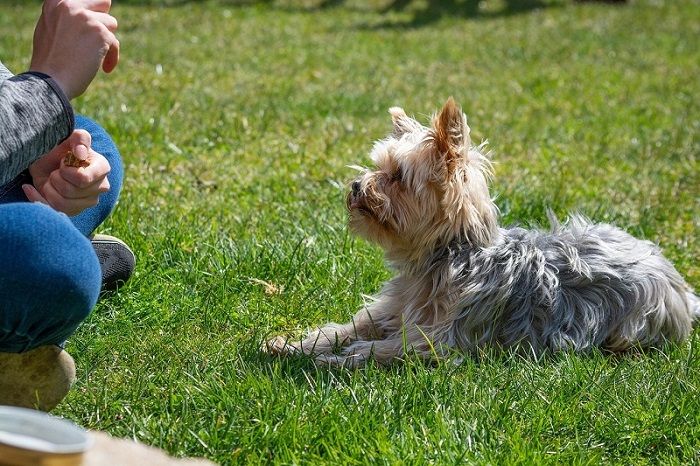 Top 4 Dog Trainers In Elkton