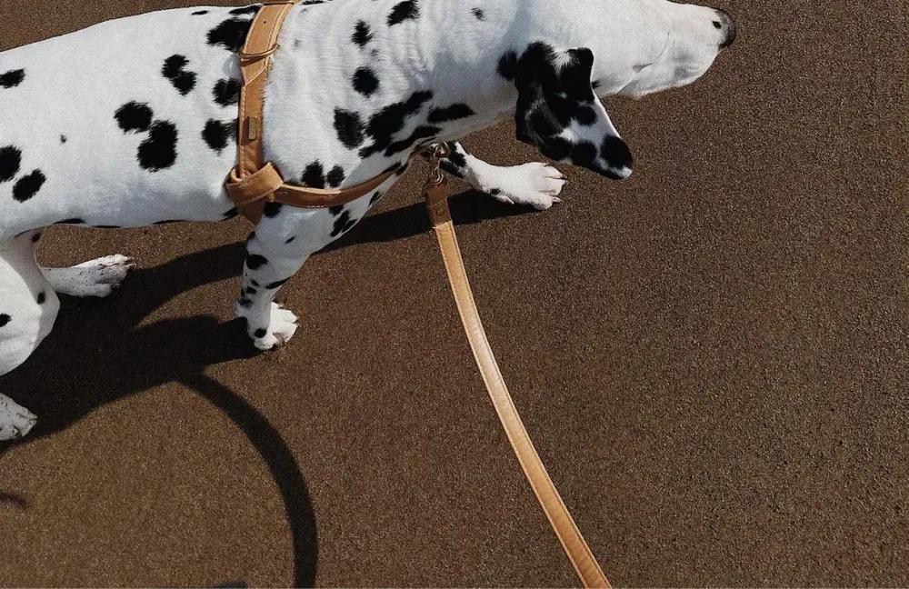 Dalmatian wearing a designer tan leather dog harness and matching leash on dark sand.