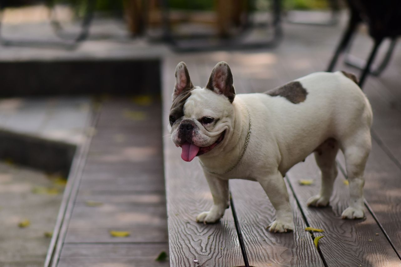White French Bulldog with a dark patch stands on a wooden boardwalk, panting with its tongue out.