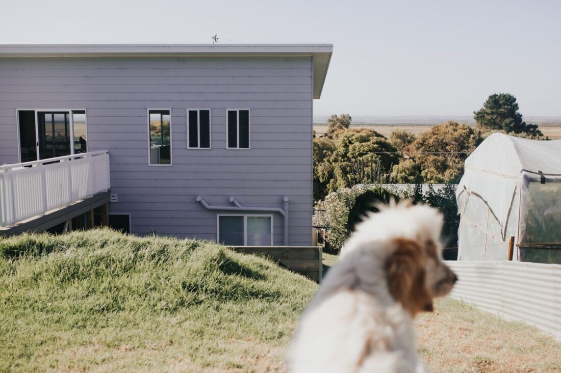 A fluffy dog in the yard of a pet-friendly holiday home in Venus Bay featuring a modern grey house with a balcony.