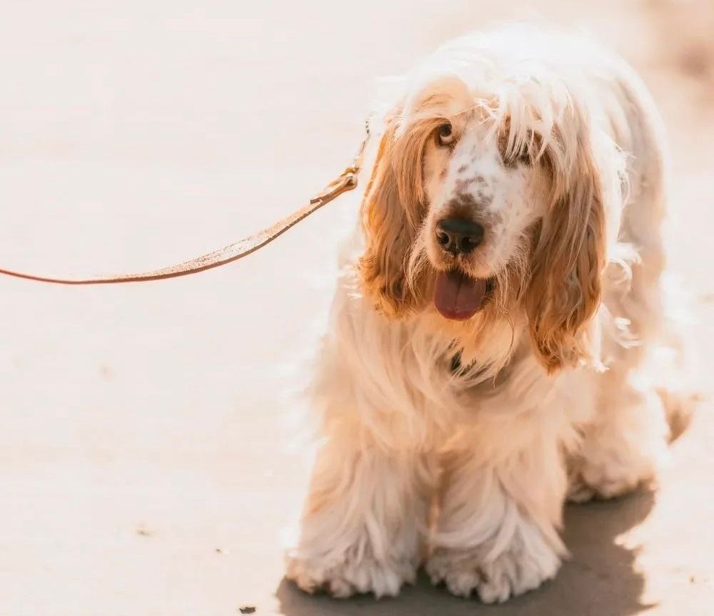 A fluffy cocker spaniel on a leather leash standing outdoors.