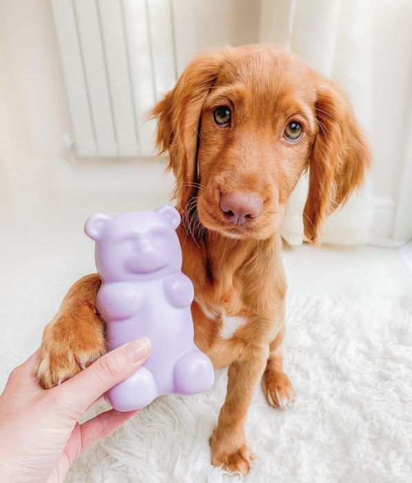 Golden puppy resting its paw on a hand holding a purple gummy bear squeaky dog toy.