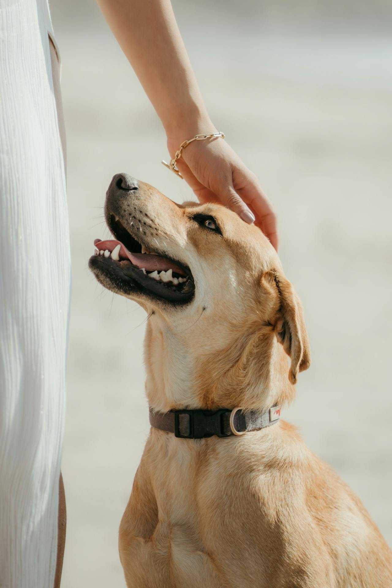 Top 10 Best Family Dogs