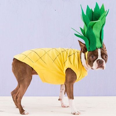 15 easy DIY Halloween dog costumes and fun recipes + projects for dog lovers - including full tutorials and photos for the perfect Halloween!