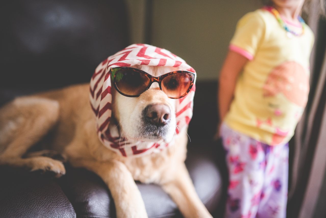 A dog wearing sunglasses and a red-and-white patterned headscarf sits on a couch.