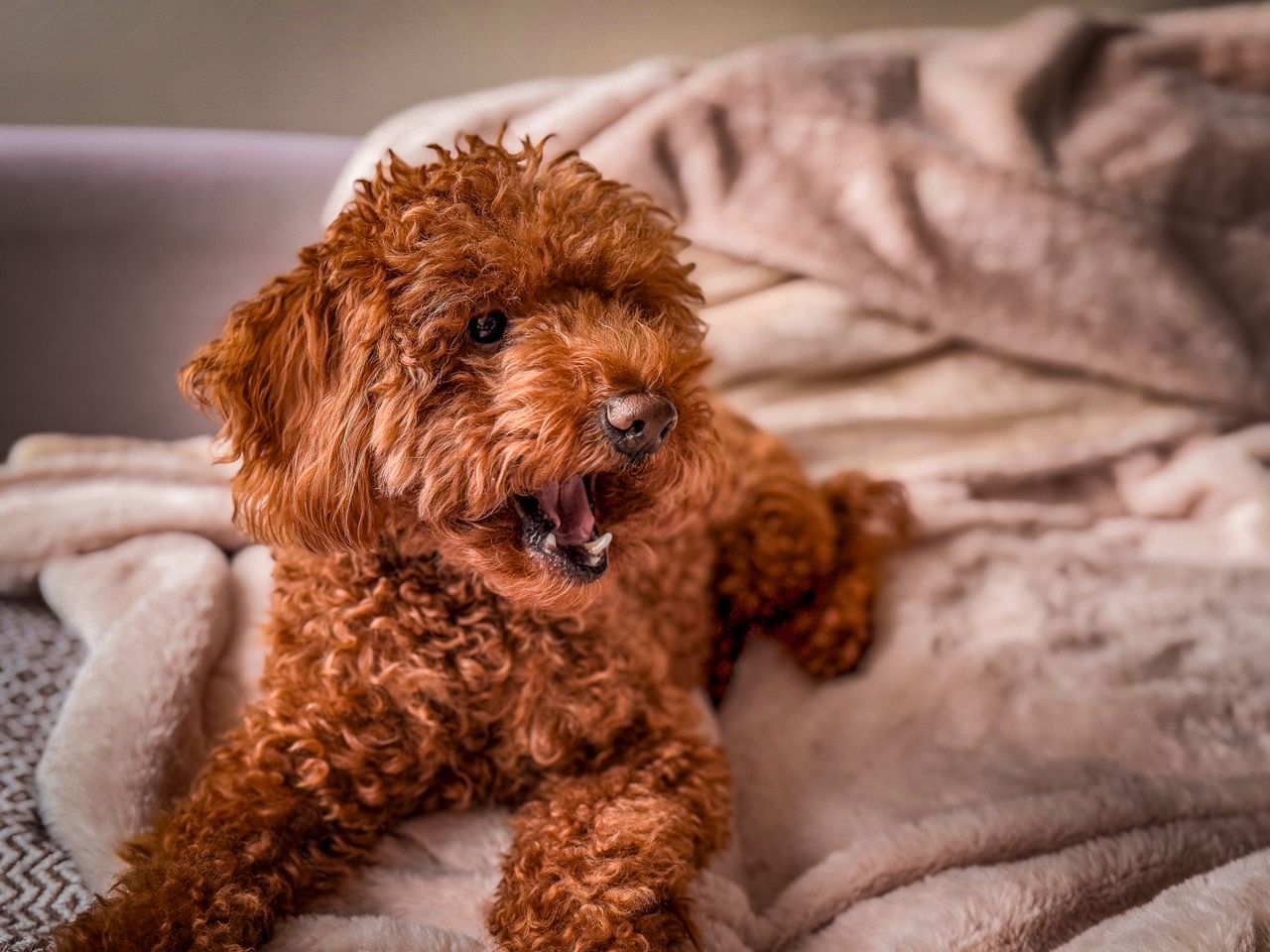 Curly-haired brown dog lying on a soft beige bed.