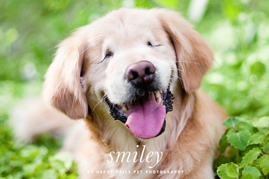Smiley the blind Golden Retriever smiling in green grass, pet photography by Happy Tails Pet Photography.
