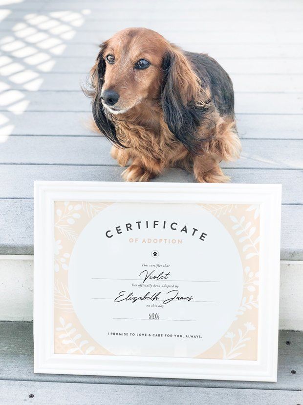A long-haired dachshund sitting on wooden steps behind a framed adoption certificate.