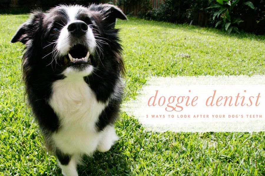 Dog Dental Care: 3 Ways to Look After Your Dog's Teeth | Pretty Fluffy