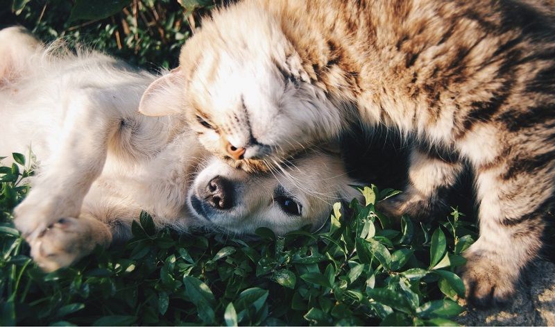 10 Creative Personalized Gifts That Make Perfect Presents for Animal Lovers