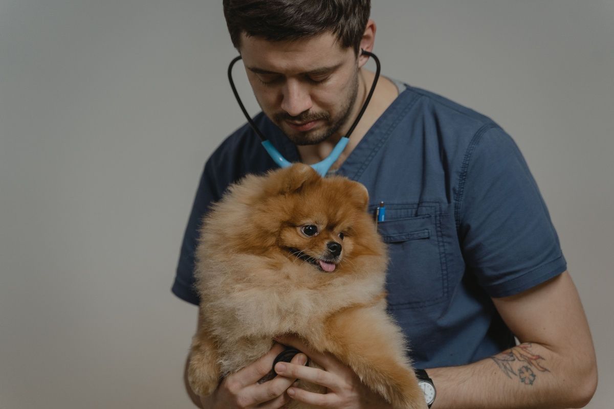 A male veterinarian examines a small, fluffy Pomeranian dog using a stethoscope.