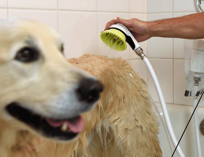 A wet dog is being rinsed with a handheld shower brush in a tiled bathroom.