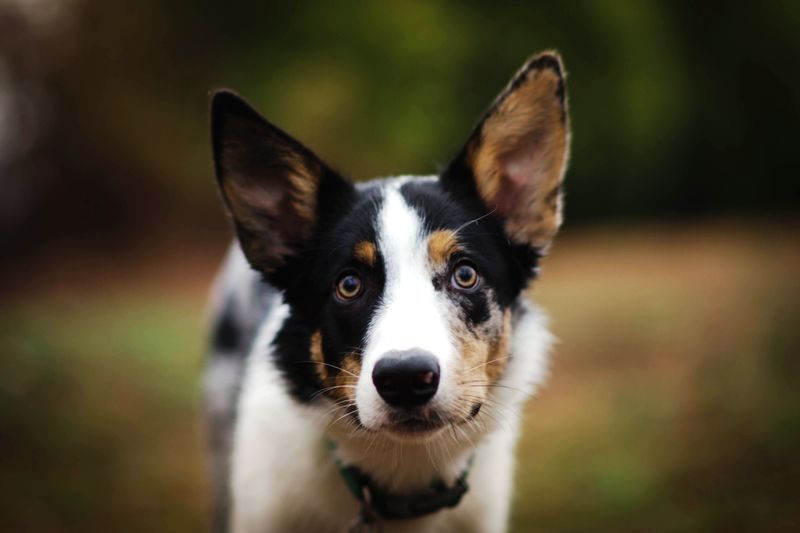 Black, white, and tan Border Collie mix with upright ears looking at the camera outdoors.