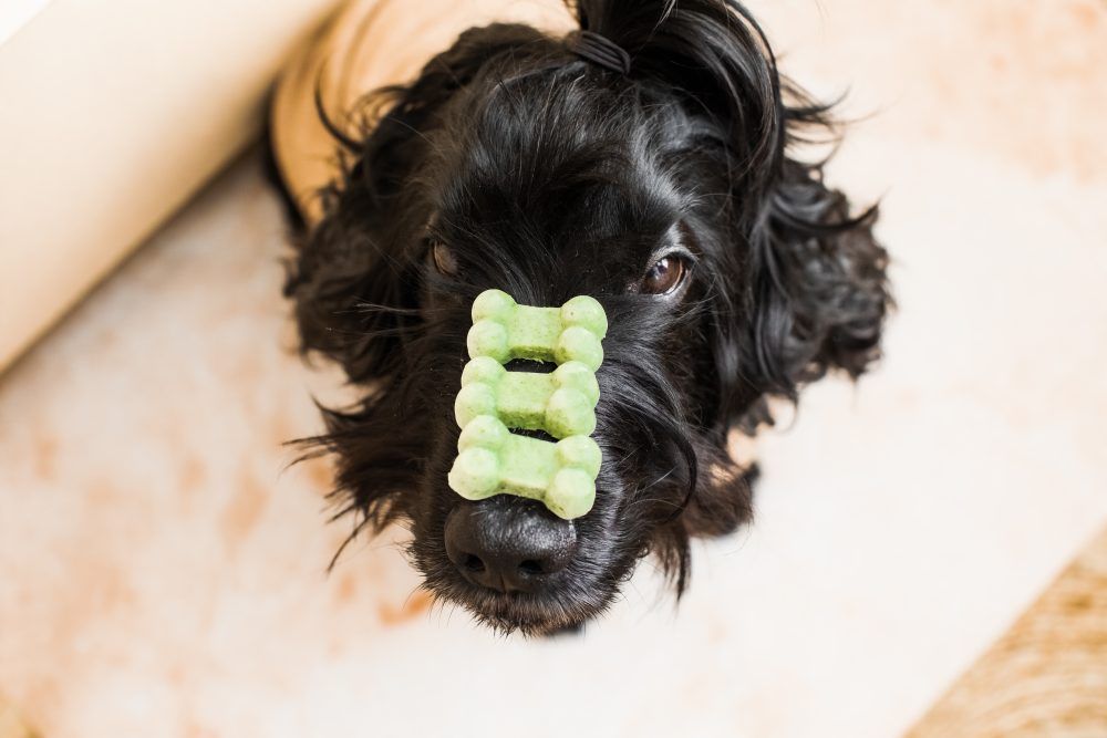 DIY Doggy Fresh Breath Treats