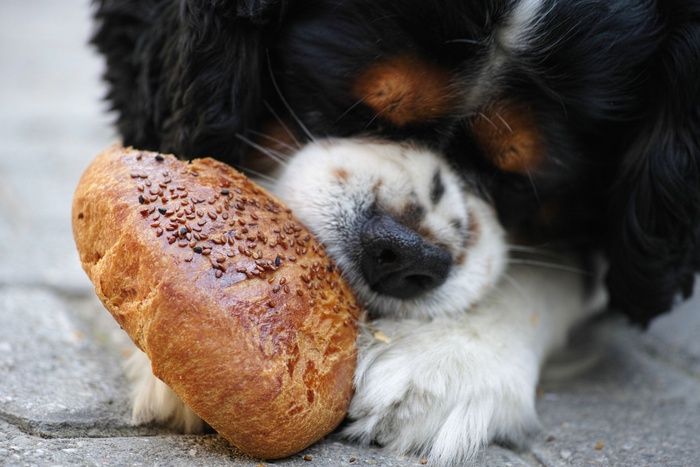 A fluffy dog rests its nose against a golden-brown sesame bread roll.