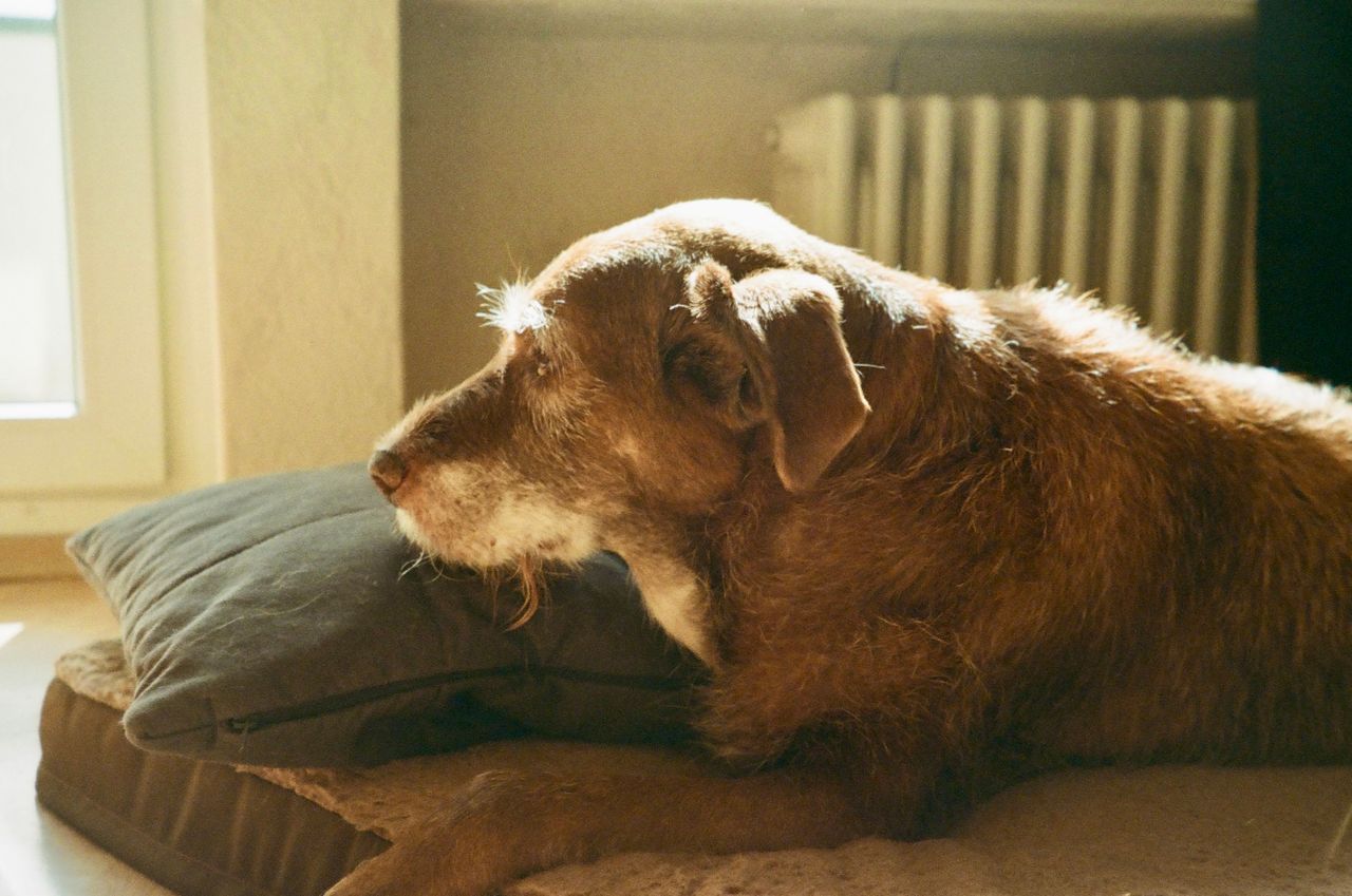 A senior scruffy brown dog resting its head on a dark pillow near a window.