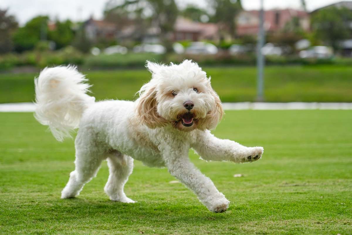 A fluffy white dog runs energetically across a green lawn.