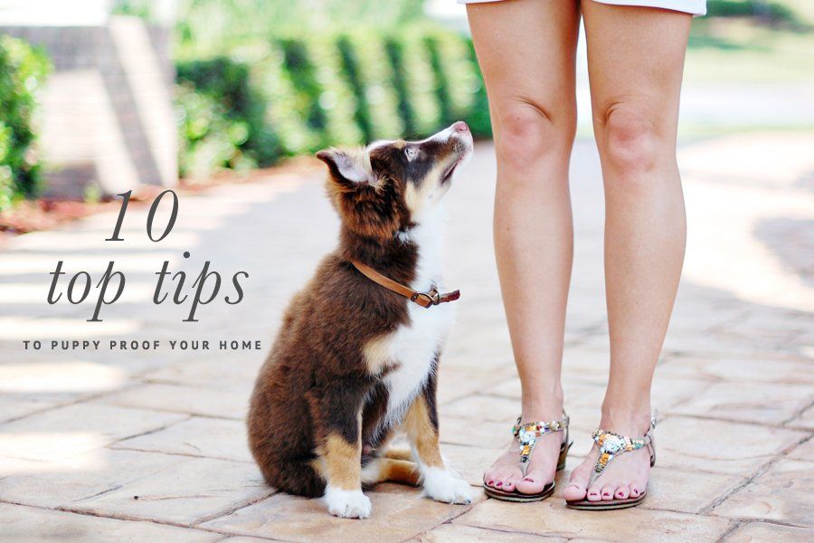 Brown and white puppy looking up at owner with text: 10 top tips to puppy proof your home.
