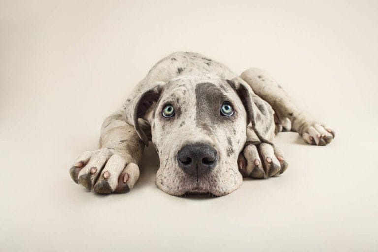 5 Professional Photographer Tips To Get Better Pet Photos | Pretty Fluffy