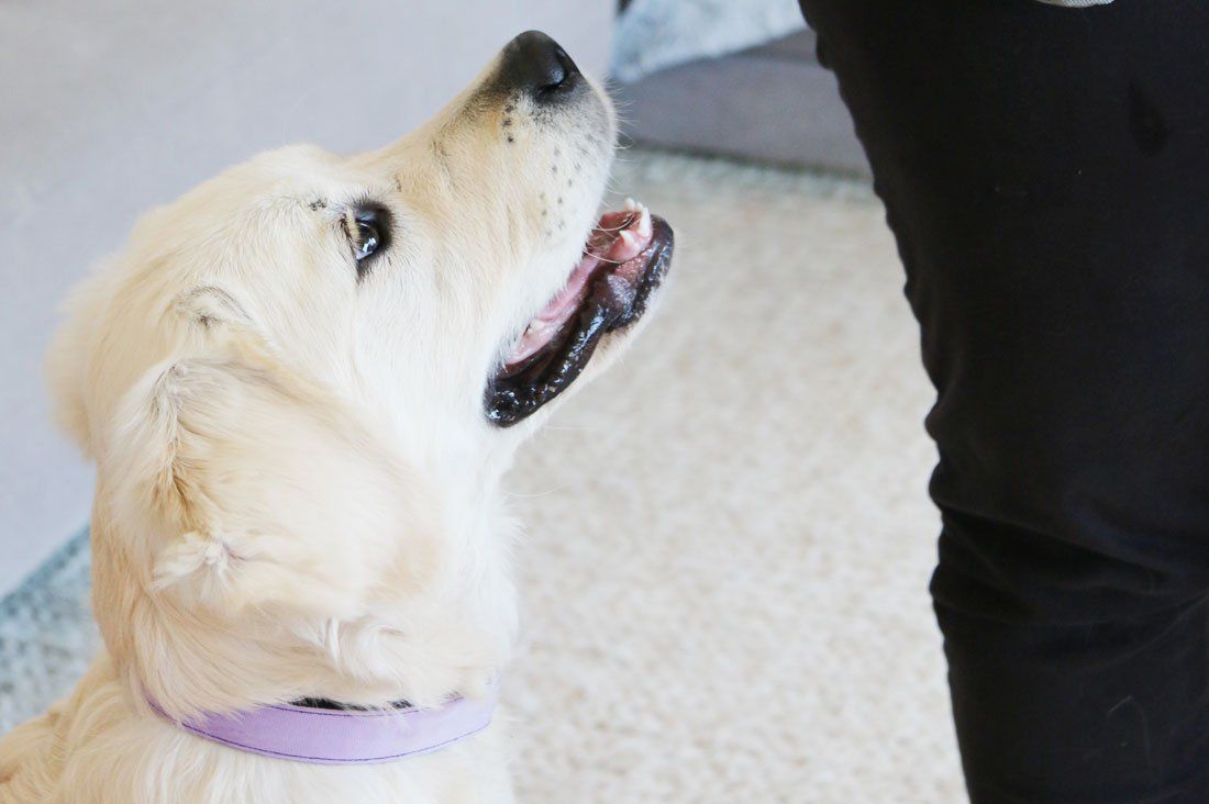 Beginner tips for clicker training for dogs. What you need, basic commands, and the DOs and DON'Ts of clicker training. For dogs all ages, sizes and breeds.