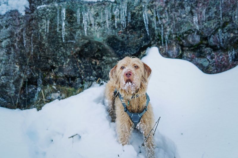A wirehaired dog with snow on its muzzle stands in deep snow beneath hanging icicles.