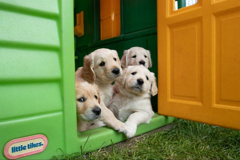 Keeping Your Home Clean and Fresh With Dogs Around