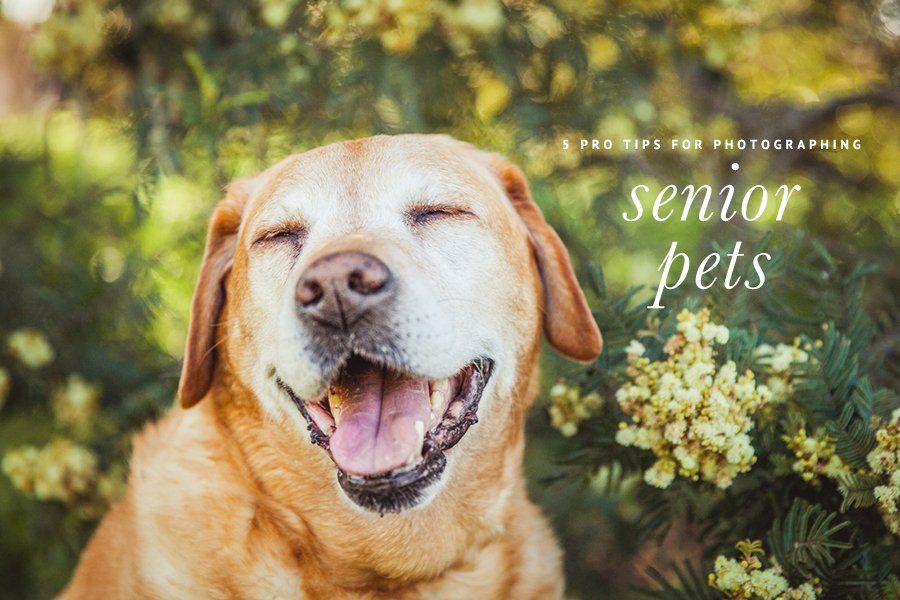Smiling senior yellow Labrador dog outdoors. Text overlay: 5 Pro Tips for Photographing Senior Pets.