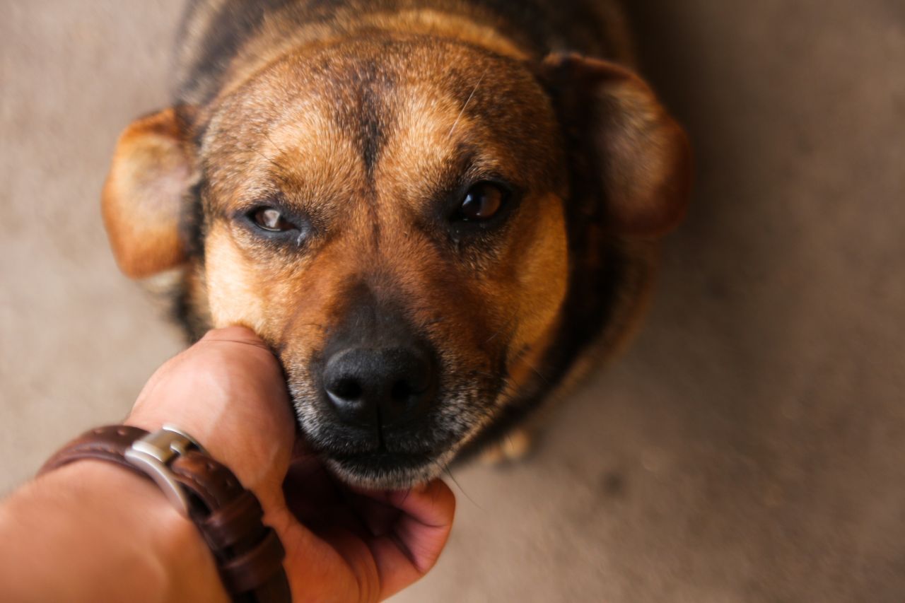Close-up of a brown dog resting its chin in a person's hand.
