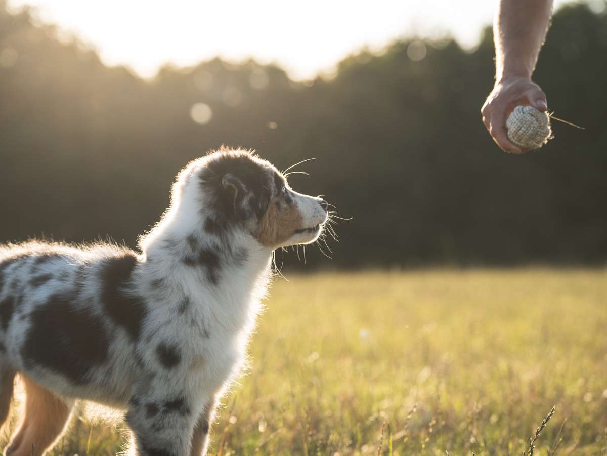 A merle puppy stands in a sunlit field, looking up at a person holding a toy ball.