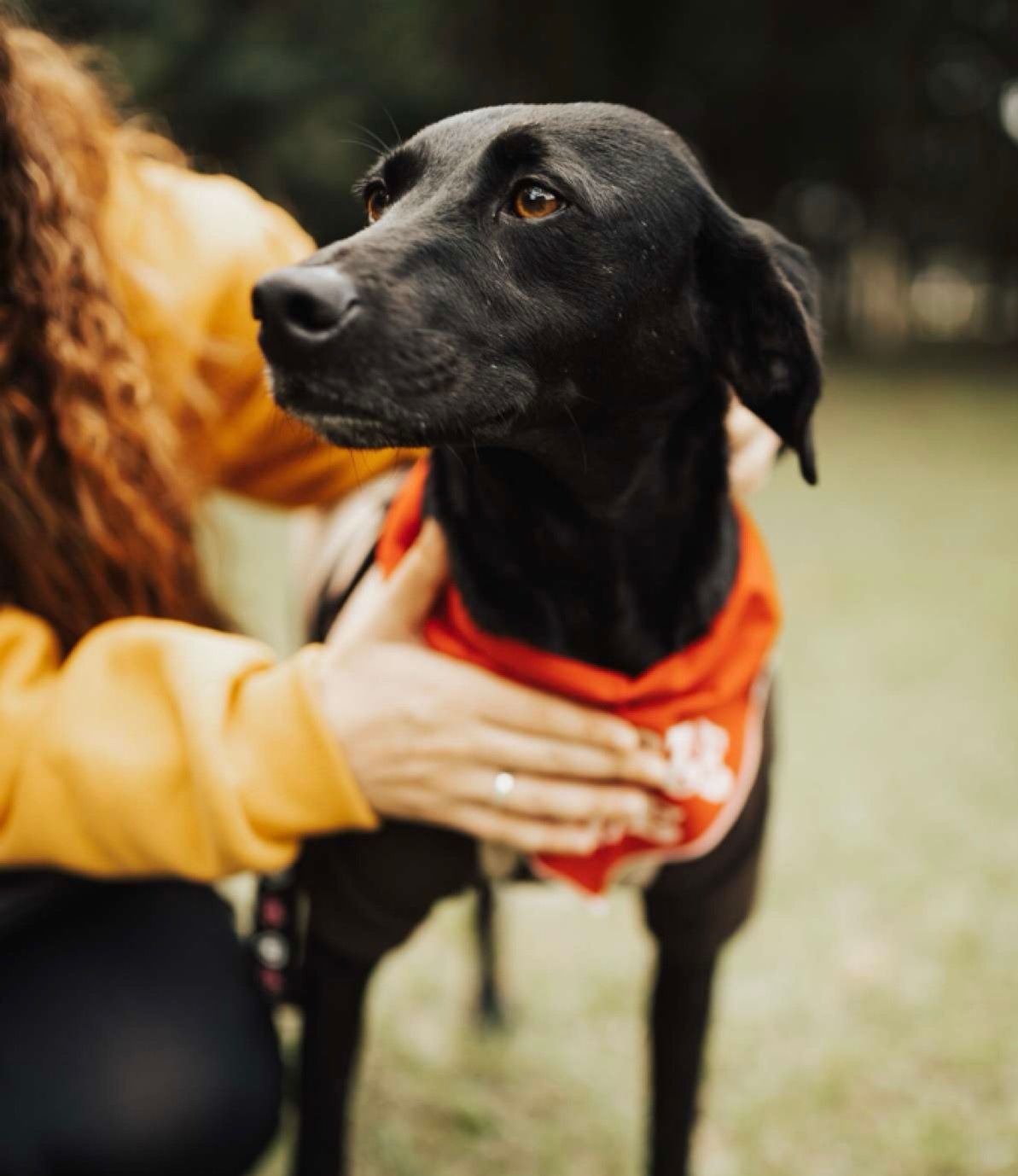 A woman in a yellow sweater gently pets a black dog wearing a red bandana outdoors.