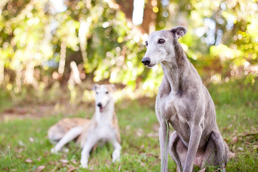 Rescue greyhounds Biscuit and Checke outdoors in a sunny field, pet photography by Charlotte Reeves.