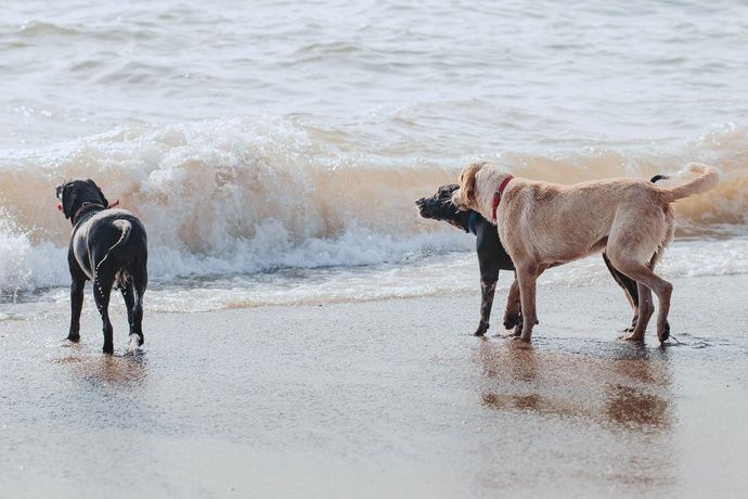 Three dogs, a yellow lab and two black dogs, stand on the shoreline as ocean waves roll in.