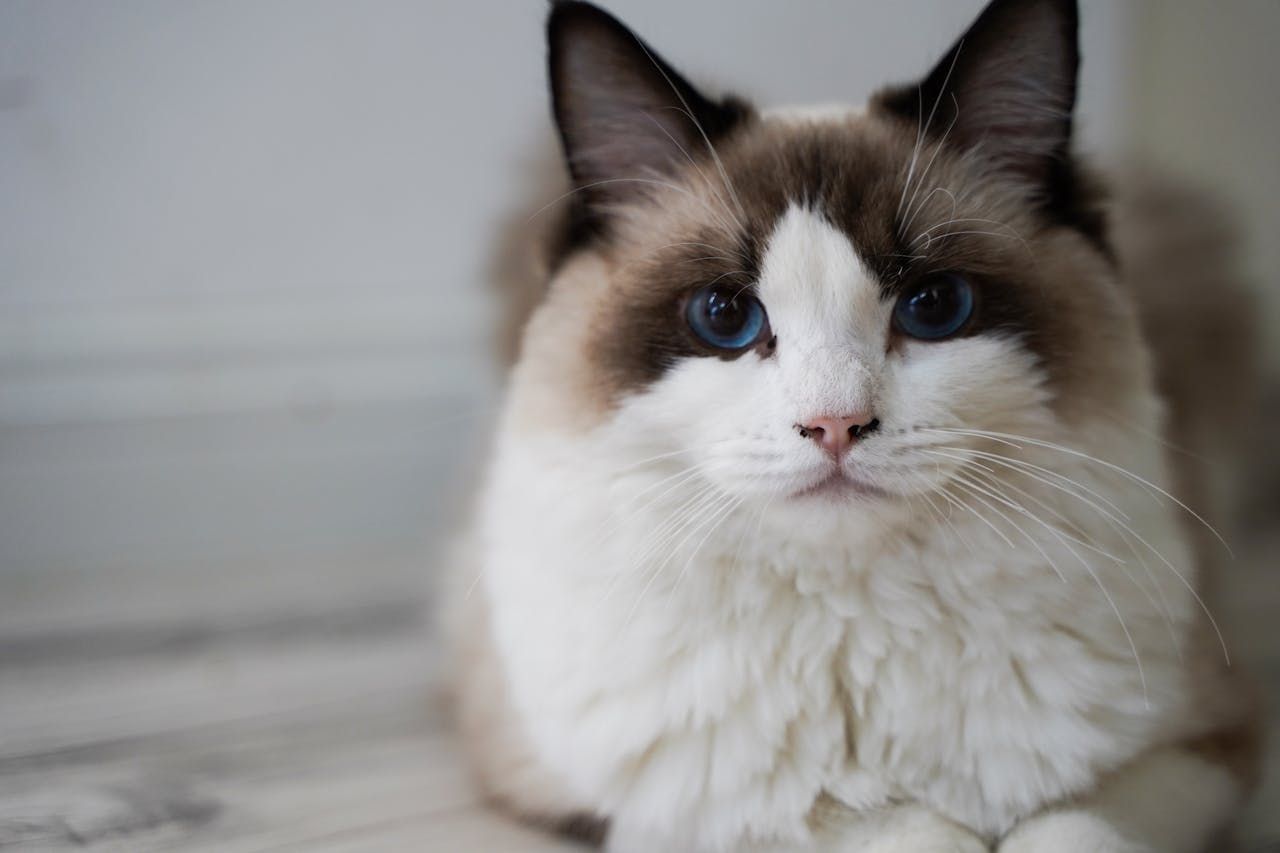 ragdoll cat and dog