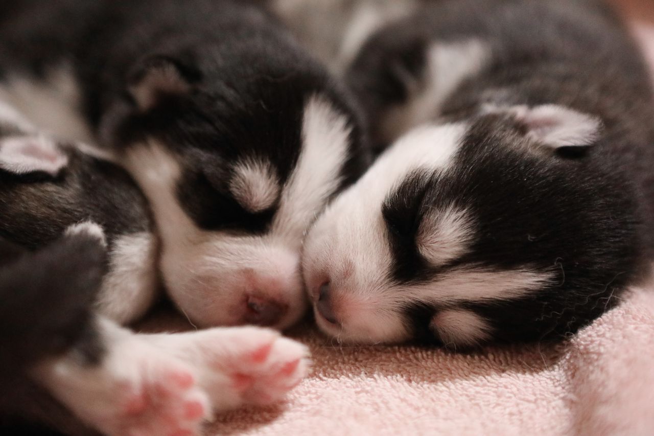 Three black-and-white puppies sleep closely together on a soft pink blanket.