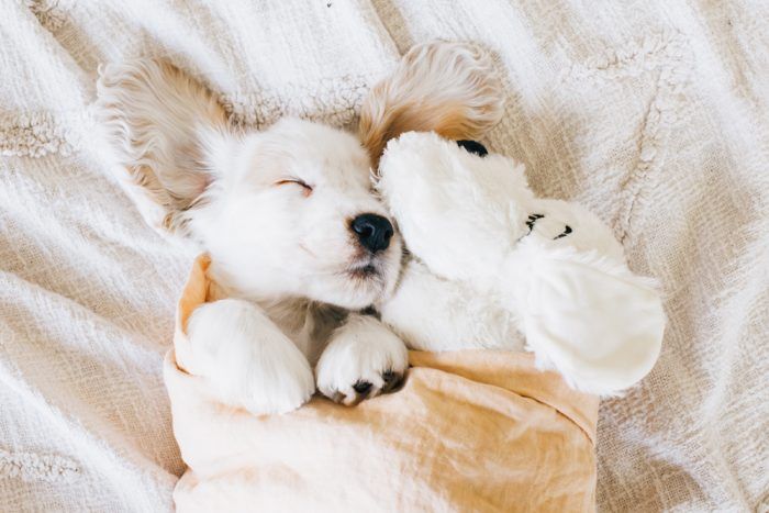Sleeping white puppy tucked in a blanket with a plush toy, showcasing must-have bedding on a new puppy checklist.