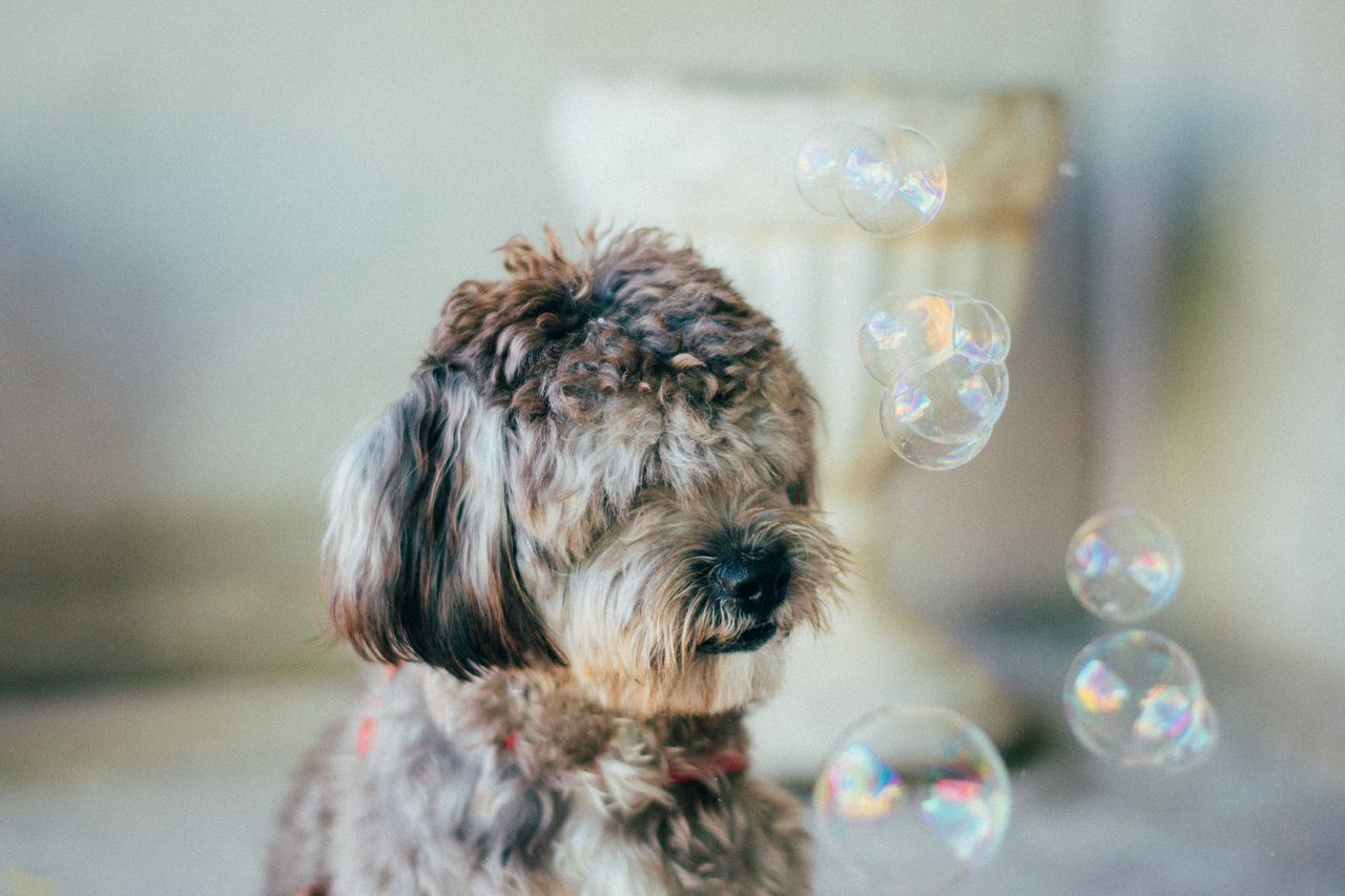 Dog Owner Cleaning Tips
