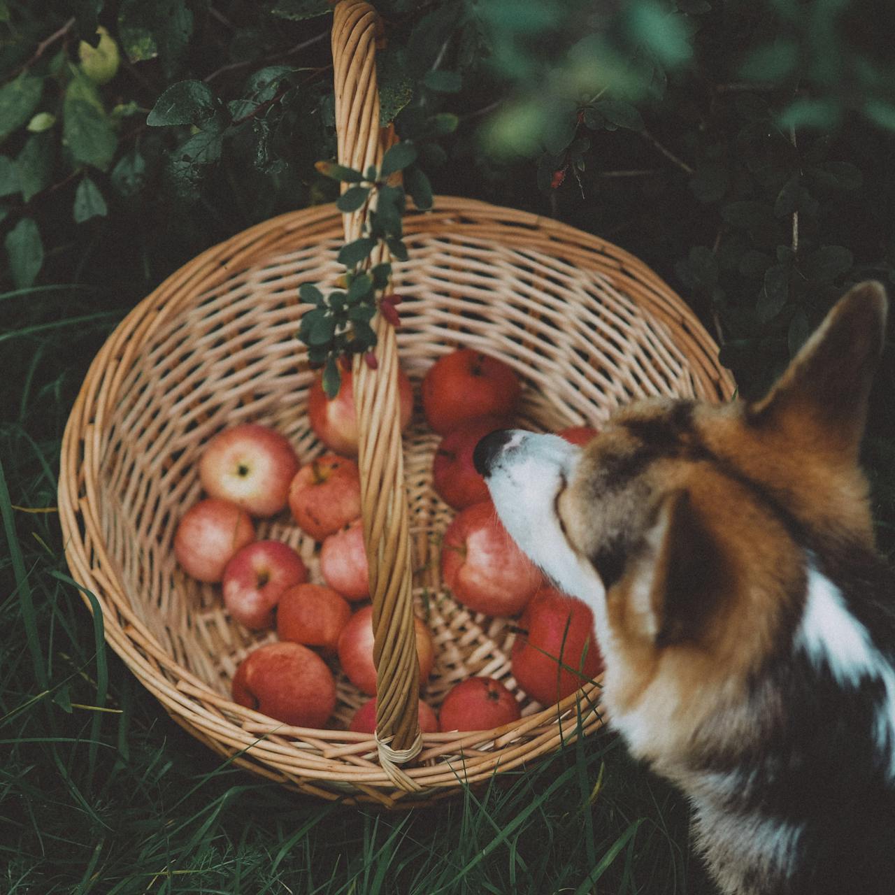 Can Dogs Eat Apples? A Dog Mama’s Guide to This Crunchy Snack